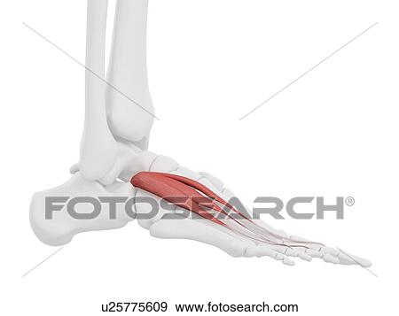 Extensor digitorum brevis muscle, computer illustration. View Large Photo Image Stock Photo - Extensor digitorum brevis muscle, computer illustration.. Fotosearch