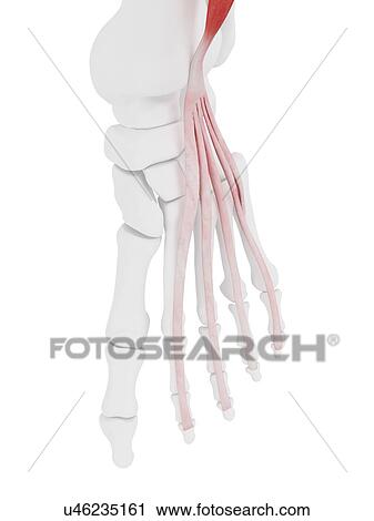 Extensor digitorum longus muscle, illustration View Large Photo Image Stock Image - Extensor digitorum longus muscle, illustration. Fotosearch