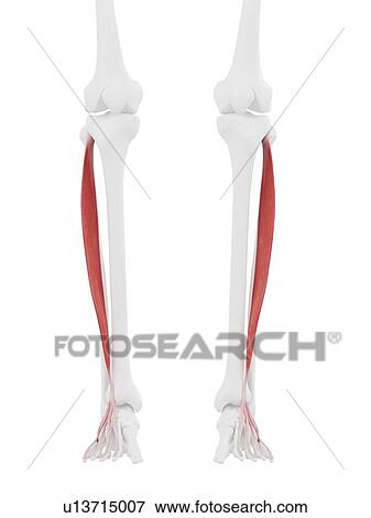 Extensor digitorum longus muscle, computer illustration. View Large Photo Image Stock Photo - Extensor digitorum longus muscle, computer illustration.. Fotosearch