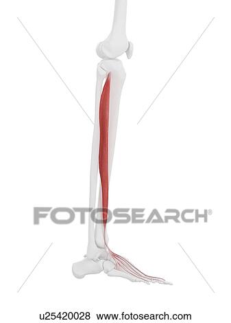 Stock Photo - Extensor digitorum longus muscle, computer illustration.. Fotosearch