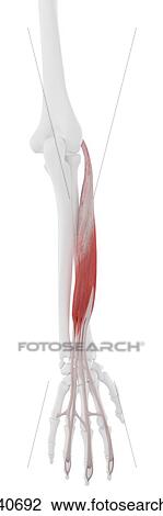 Extensor digitorum muscle, computer illustration. View Large Photo Image Stock Image - Extensor digitorum muscle, computer illustration.. Fotosearch
