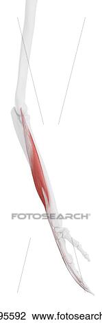 Stock Image - Extensor digitorum muscle, computer illustration.. Fotosearch