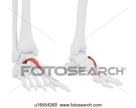 Extensor hallucis brevis muscle, computer illustration. View Large Photo Image Stock Image - Extensor hallucis brevis muscle, computer illustration.. Fotosearch