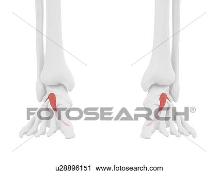 Stock Image - Extensor hallucis brevis muscle, computer illustration.. Fotosearch