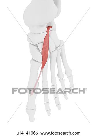 Extensor hallucis brevis muscle, illustration View Large Photo Image Stock Photography - Extensor hallucis brevis muscle, illustration. Fotosearch