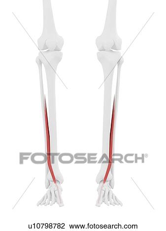 Extensor hallucis longus muscle, computer illustration. View Large Photo Image Stock Image - Extensor hallucis longus muscle, computer illustration.. Fotosearch