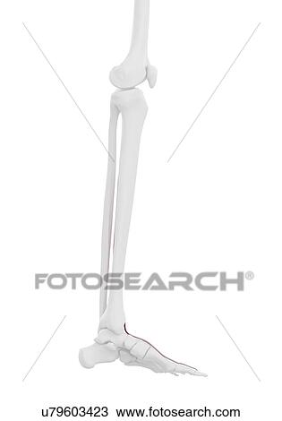 Stock Image - Extensor hallucis longus muscle, illustration. Fotosearch