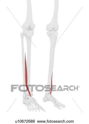 Extensor hallucis longus muscle, computer illustration. View Large Photo Image Stock Photo - Extensor hallucis longus muscle, computer illustration.. Fotosearch