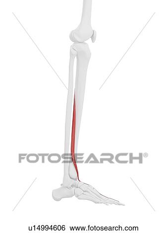 Extensor hallucis longus muscle, computer illustration. View Large Photo Image Stock Photograph - Extensor hallucis longus muscle, computer illustration.. Fotosearch