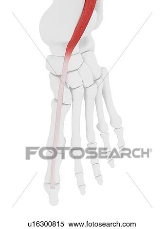 Extensor hallucis longus muscle, illustration View Large Photo Image Stock Photography - Extensor hallucis longus muscle, illustration. Fotosearch