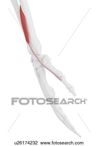 Extensor pollicis brevis muscle, illustration View Large Photo Image Stock Image - Extensor pollicis brevis muscle, illustration. Fotosearch