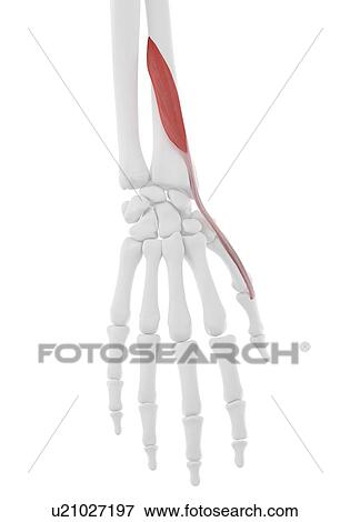 Extensor pollicis brevis muscle, illustration View Large Photo Image Stock Photo - Extensor pollicis brevis muscle, illustration. Fotosearch