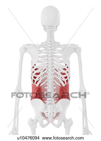 External oblique muscle, computer illustration. View Large Photo Image Picture - External oblique muscle, computer illustration.. Fotosearch