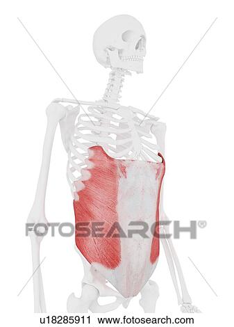 External oblique muscle, computer illustration. View Large Photo Image Stock Image - External oblique muscle, computer illustration.. Fotosearch