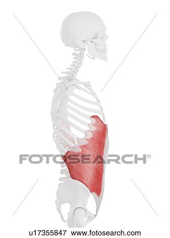 Stock Photo - External oblique muscle, computer illustration.. Fotosearch