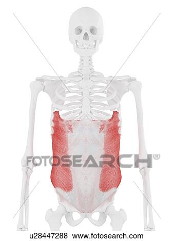 External oblique muscle, computer illustration. View Large Photo Image Stock Photo - External oblique muscle, computer illustration.. Fotosearch