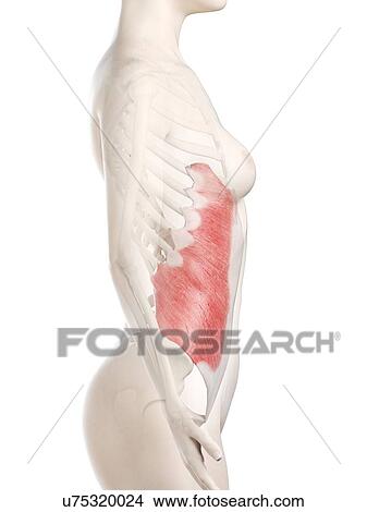 Picture - External oblique muscle, illustration. Fotosearch
