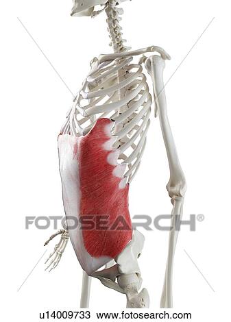Stock Image - External oblique muscle, illustration. Fotosearch