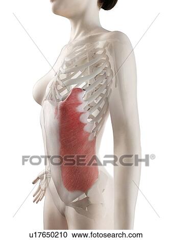 Stock Image - External oblique muscle, illustration. Fotosearch