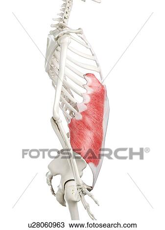 Stock Image - External oblique muscle, illustration. Fotosearch