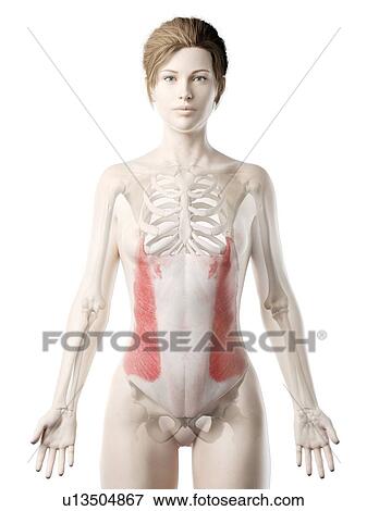 Stock Photo - External oblique muscle, illustration. Fotosearch
