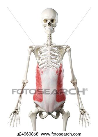 External oblique muscle, illustration View Large Photo Image Stock Photo - External oblique muscle, illustration. Fotosearch