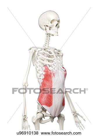 External oblique muscle, illustration View Large Photo Image Stock Photo - External oblique muscle, illustration. Fotosearch