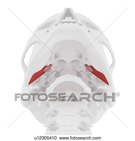 Stock Image - External pterygoideus muscle, computer illustration.. Fotosearch