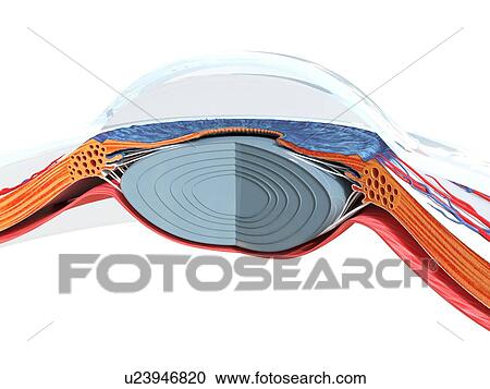 Eye anatomy, illustration View Large Photo Image Stock Image - Eye anatomy, illustration. Fotosearch