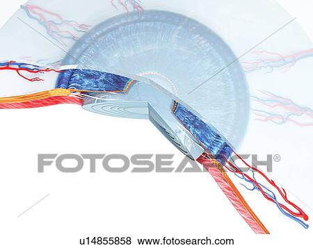 Eye anatomy, illustration View Large Photo Image Stock Photo - Eye anatomy, illustration. Fotosearch