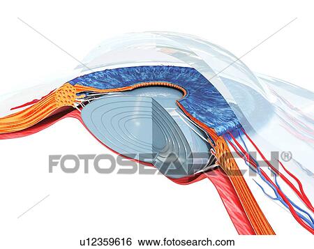 Stock Photograph - Eye anatomy, illustration. Fotosearch