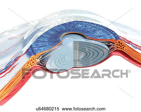 Stock Photography - Eye anatomy, illustration. Fotosearch