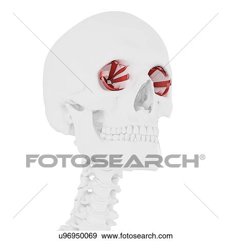 Stock Photo - Eye muscles, computer illustration.. Fotosearch