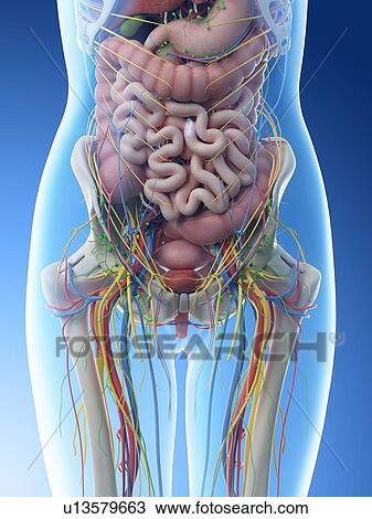 Female abdominal anatomy, computer illustration. Stock Image | u13579663 | Fotosearch