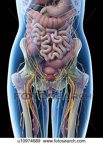 Stock Photo - Female abdominal anatomy, computer illustration.. Fotosearch