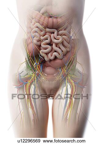 Stock Photo - Female abdominal anatomy, computer illustration.. Fotosearch