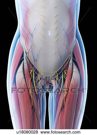 Stock Photo - Female abdominal anatomy, computer illustration.. Fotosearch