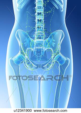 Stock Image - Female abdominal lymph nodes, computer illustration.. Fotosearch