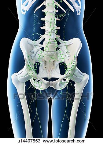 Female abdominal lymph nodes, computer illustration. View Large Photo Image Stock Image - Female abdominal lymph nodes, computer illustration.. Fotosearch
