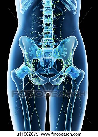 Stock Photography - Female abdominal lymph nodes, computer illustration.. Fotosearch