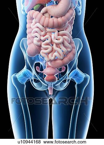 Stock Photo - Female abdominal organs, computer illustration.. Fotosearch