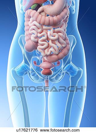 Stock Photograph - Female abdominal organs, computer illustration.. Fotosearch