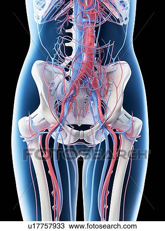Stock Image - Female abdominal vascular system, computer illustration.. Fotosearch