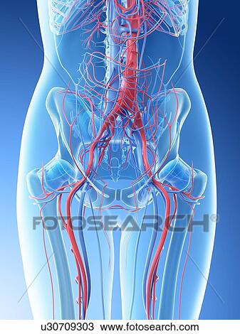 Stock Image - Female abdominal vascular system, computer illustration.. Fotosearch