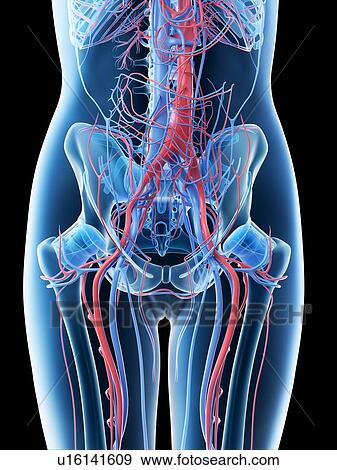 Stock Photo - Female abdominal vascular system, computer illustration.. Fotosearch