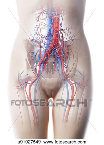 Female abdominal vascular system, computer illustration. View Large Photo Image Stock Photo - Female abdominal vascular system, computer illustration.. Fotosearch