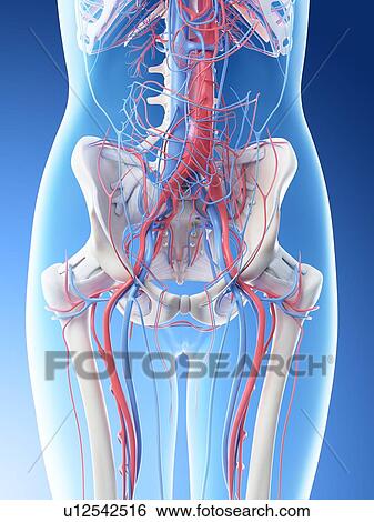 Stock Photograph - Female abdominal vascular system, computer illustration.. Fotosearch