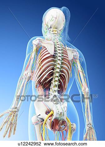Stock Image - Female anatomy, computer illustration.. Fotosearch