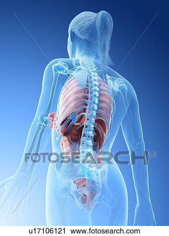 Stock Image - Female anatomy, computer illustration.. Fotosearch