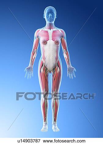 Female anatomy, computer illustration. View Large Photo Image Stock Photo - Female anatomy, computer illustration.. Fotosearch